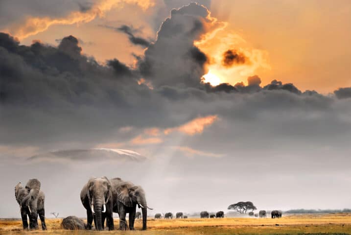 Elephants in Tanzania.