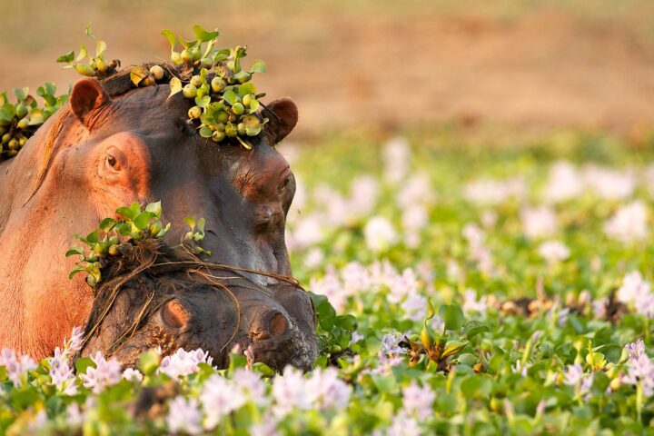 A hippo in a field.