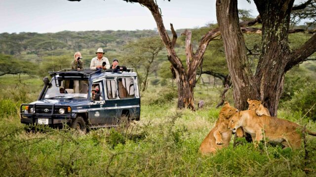 A group of travelers on a safari observing lions and wildlife.