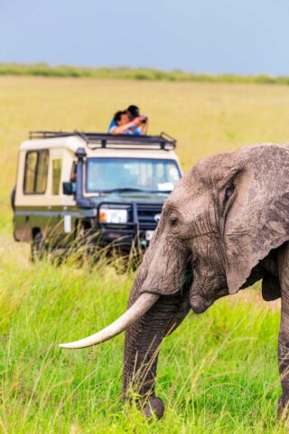 An elephant and a safari vehicle in the background.