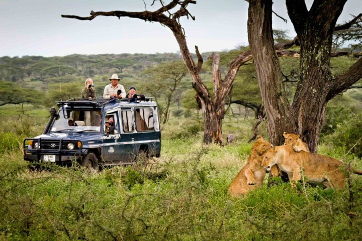 A group of people on a safari, observing three lions.
