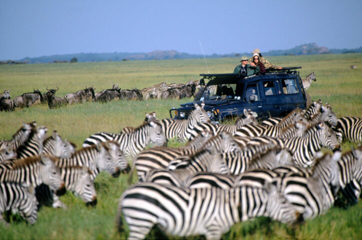 A herd of zebras.