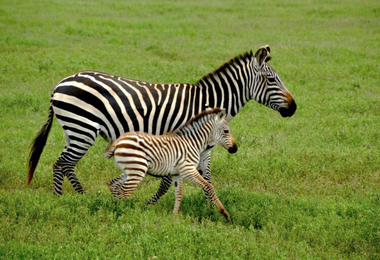 Two zebras in the wild.
