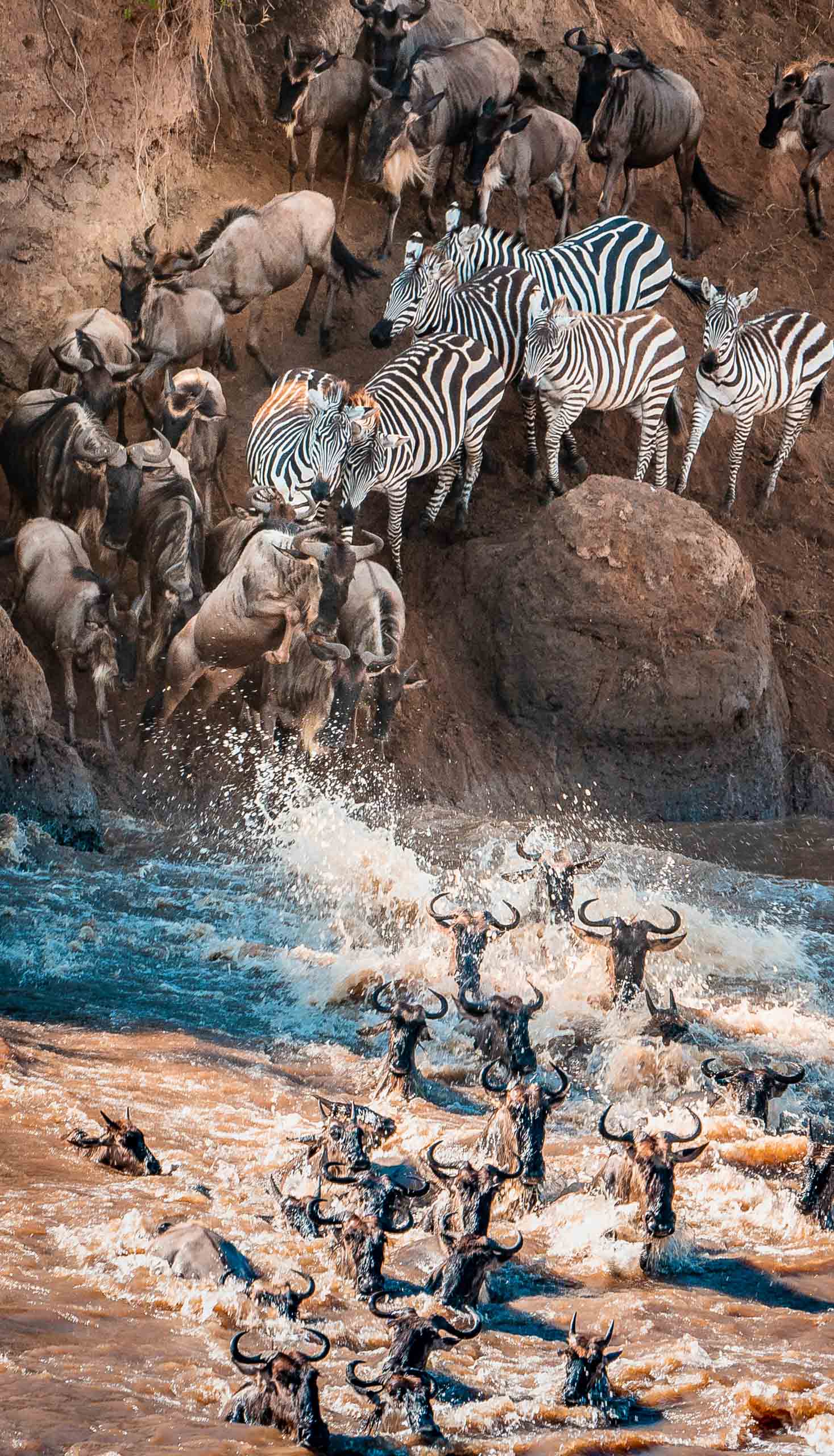 Herds of wildlife in Tanzania.