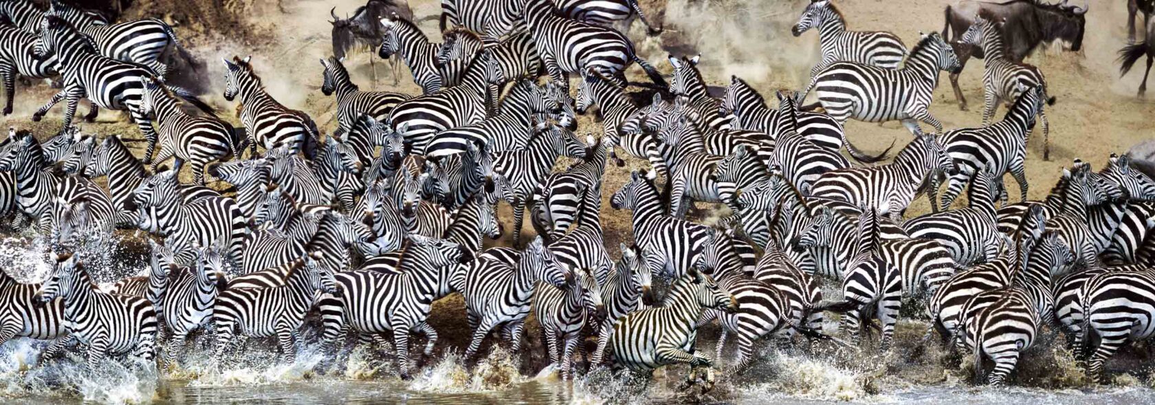 A herd of zebras in Tanzania.