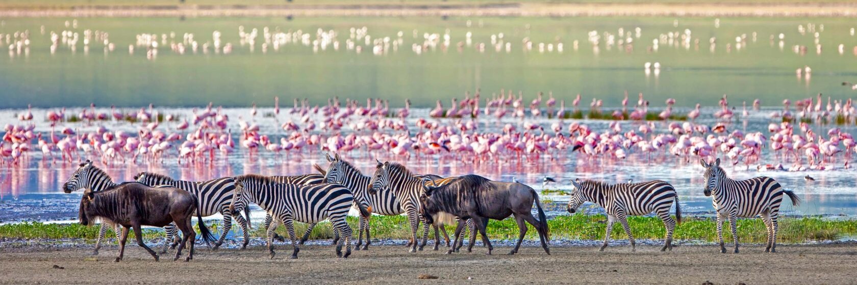 Zebras and wildbeasts with flamingos at a lake.