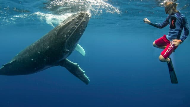 A scuba diver watching a whale underwater.