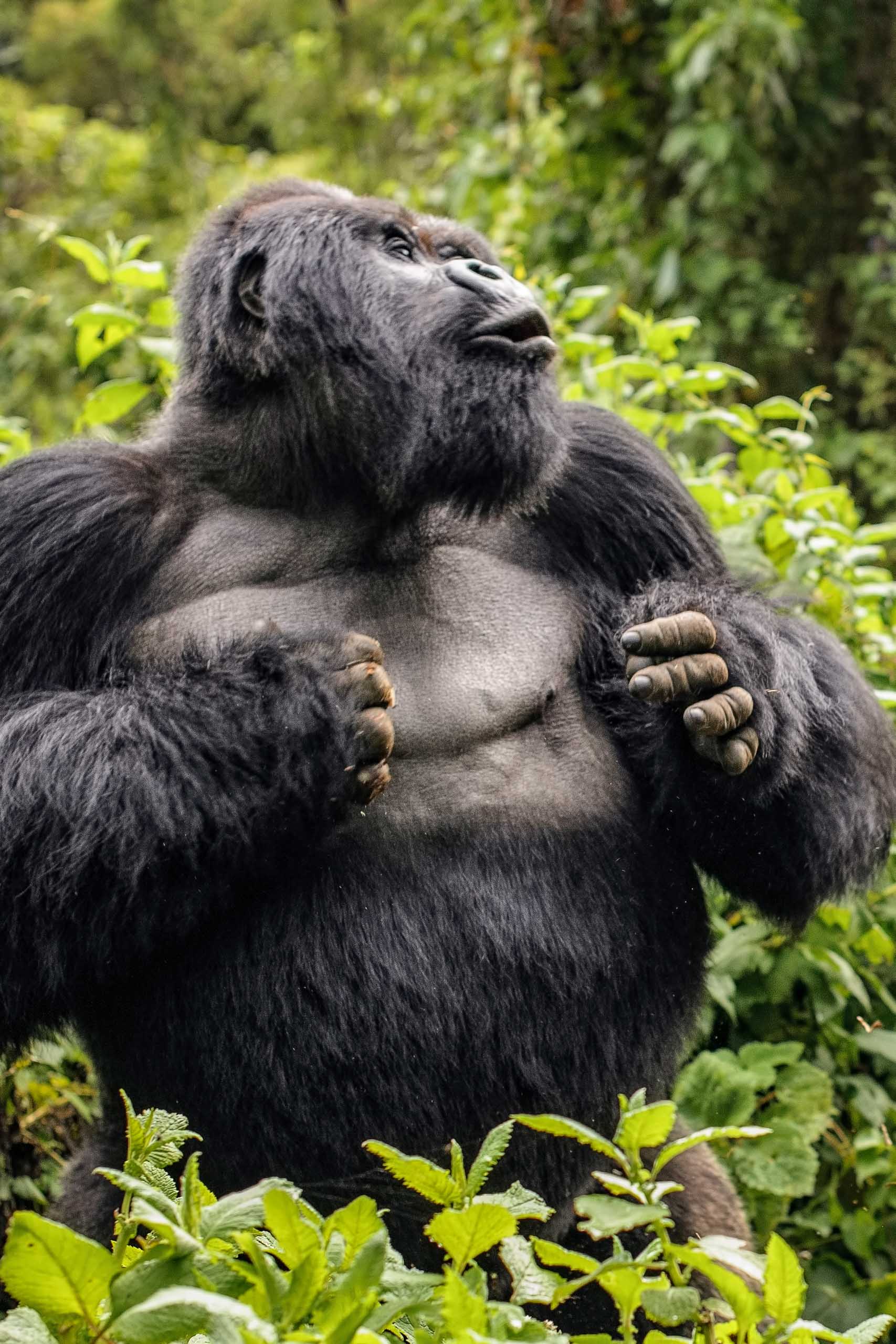 A gorilla in a forest.