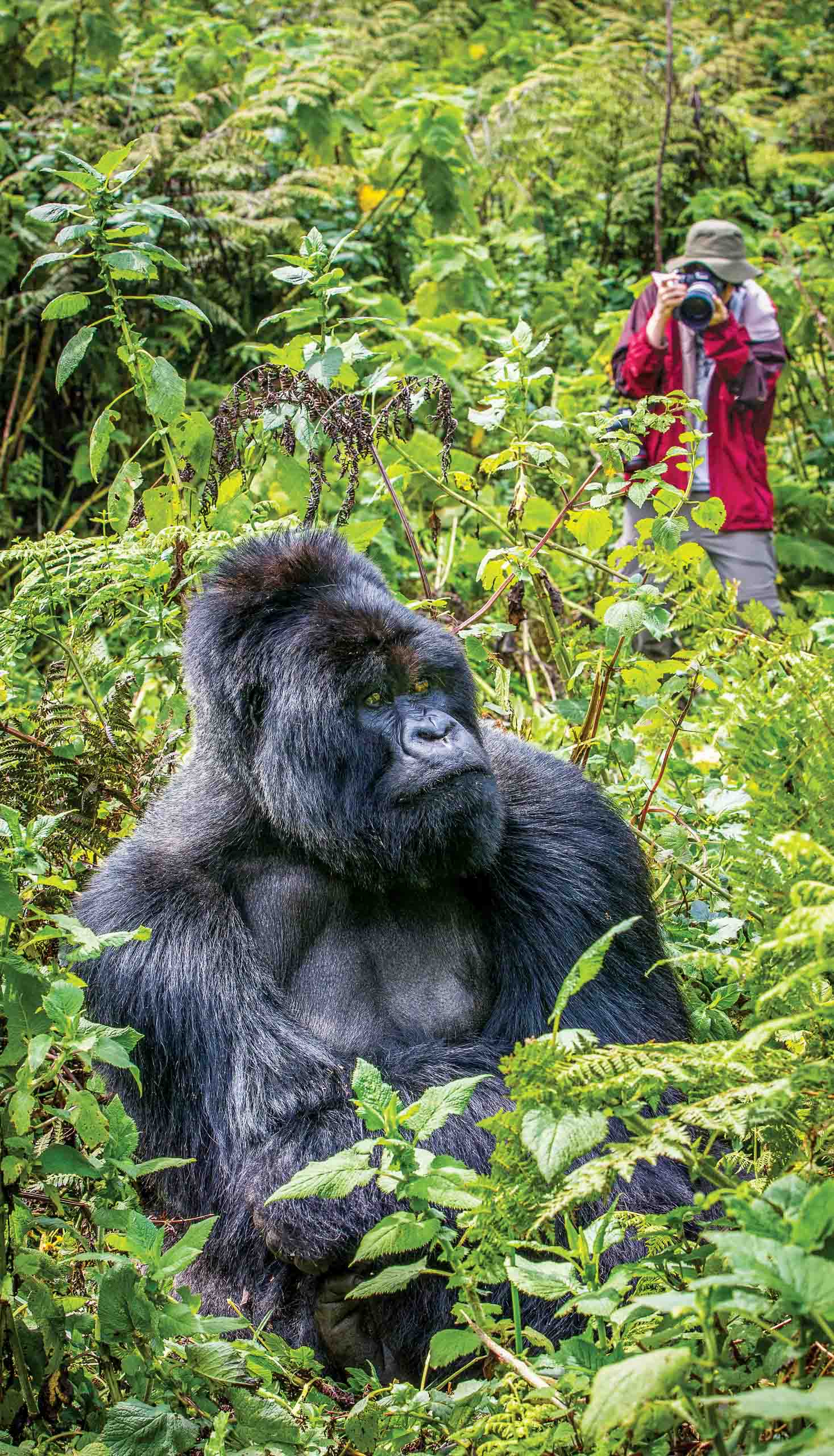 A gorilla in the wild in Uganda.