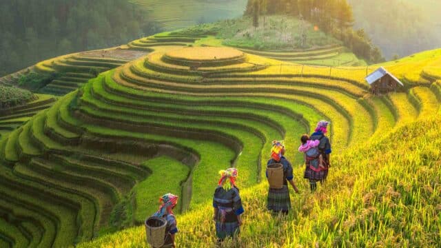 Rice farmers in a rice terrace in Vietnam.