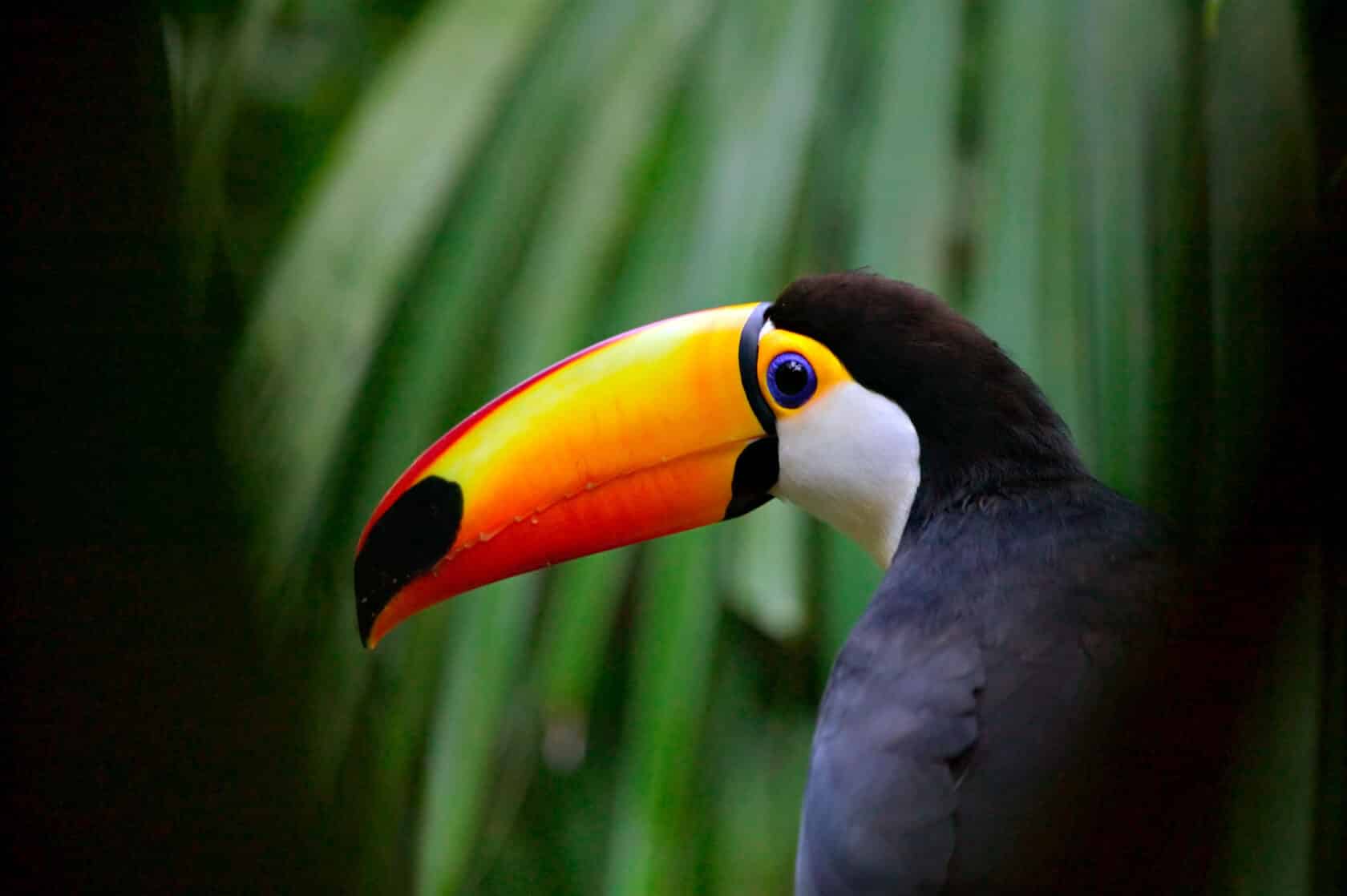 A toucan in the wild in Costa Rica.