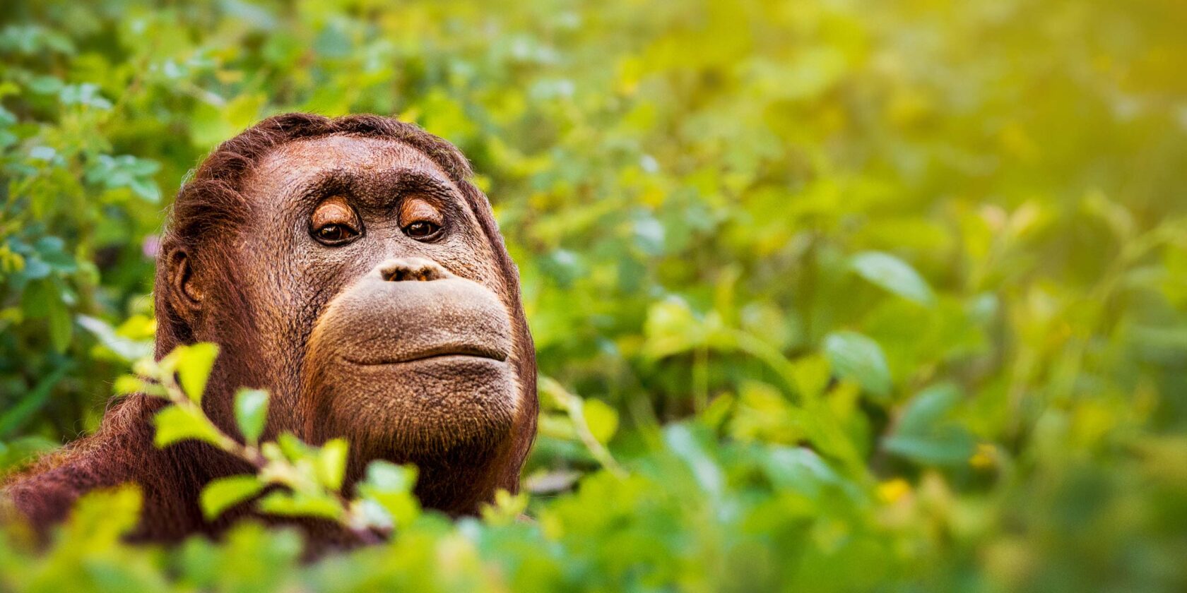 A close up of an orangutan in the wild.