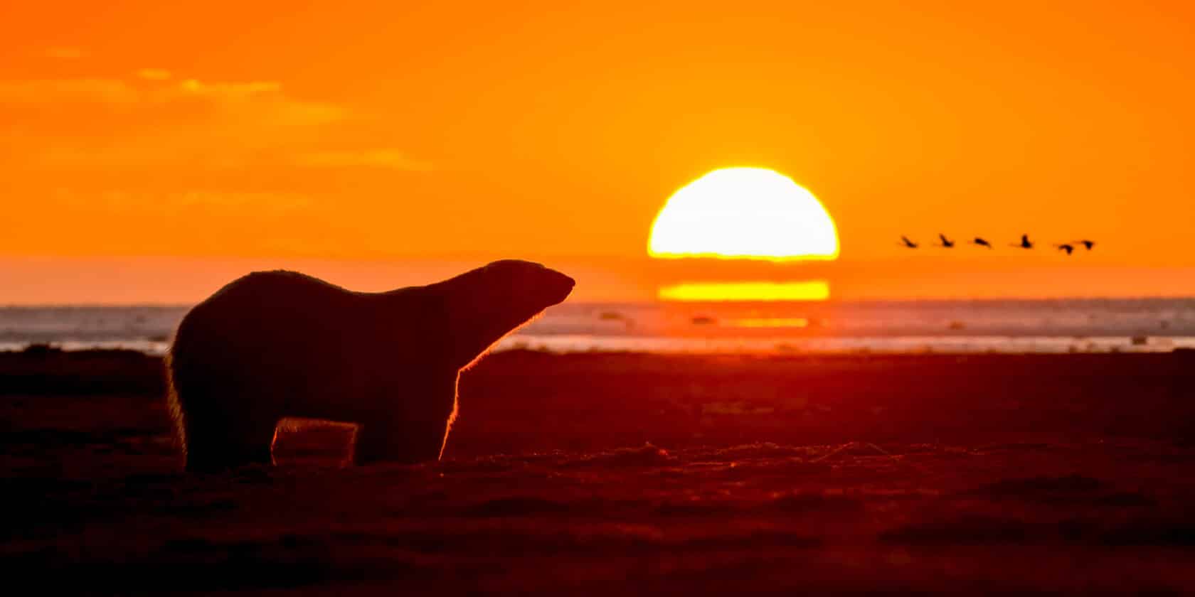 A polar bear at sunset.