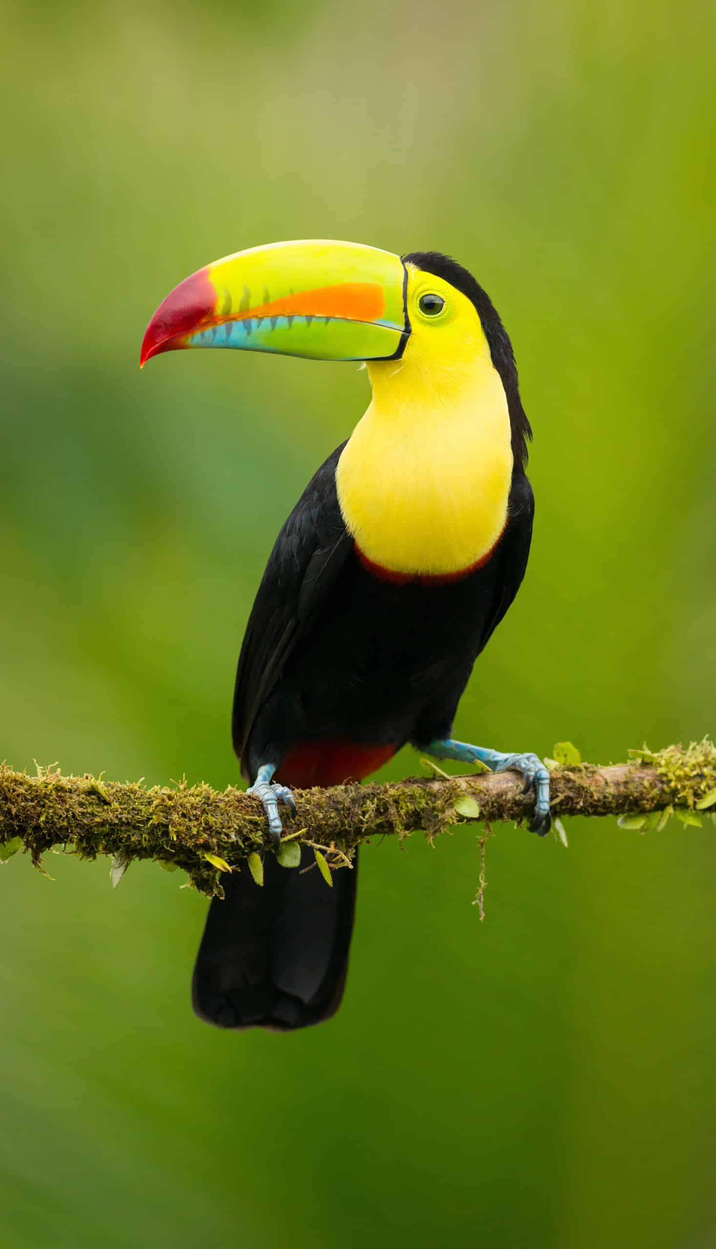 A toucan.