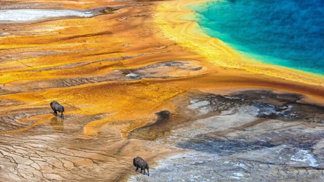 An aerial view of the geyser and buffalos passing by in Yellowstone National Park.