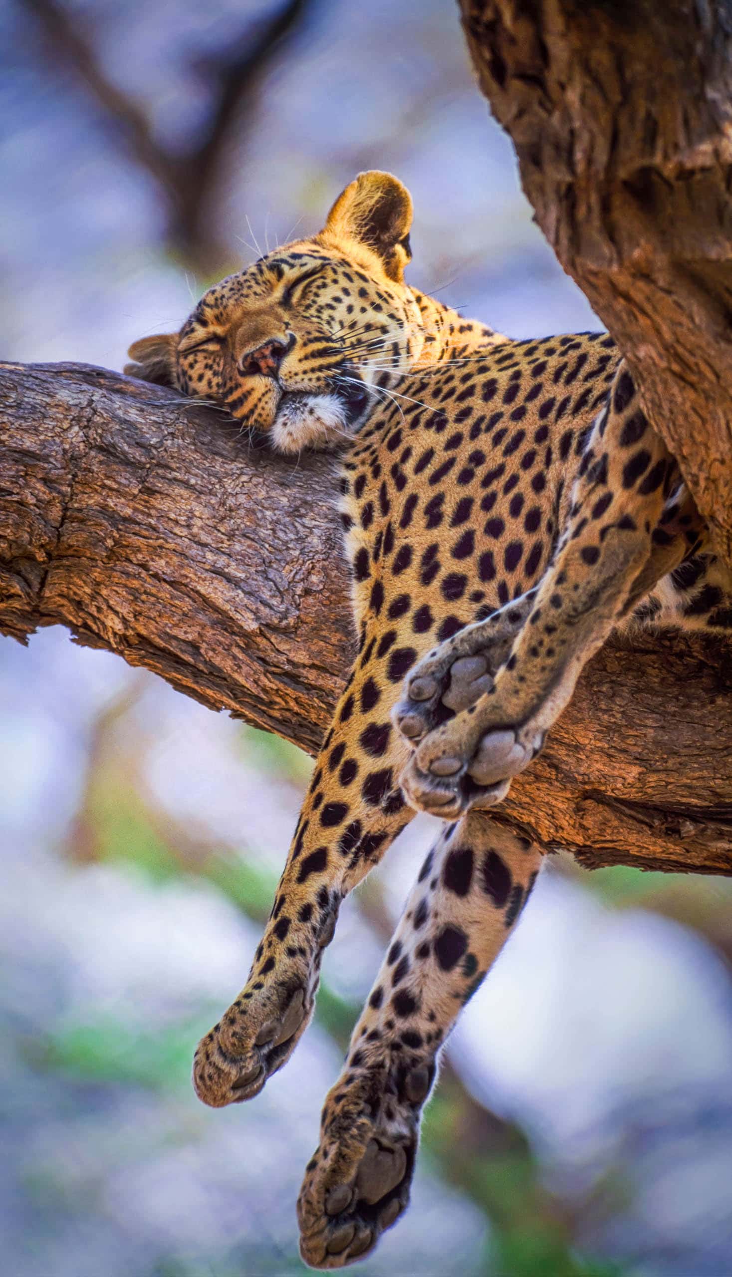 A leopard in a tree.
