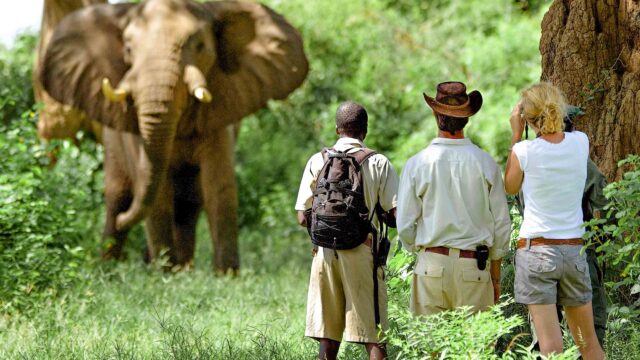 Three people on a safari observing an elephant.