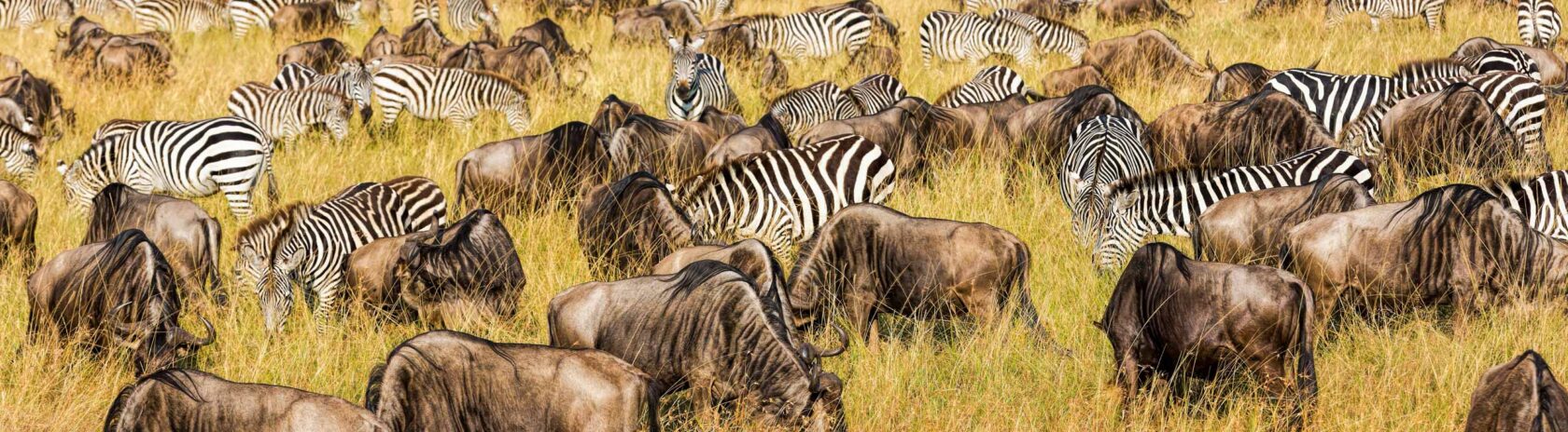 Zebras grazing in a field.