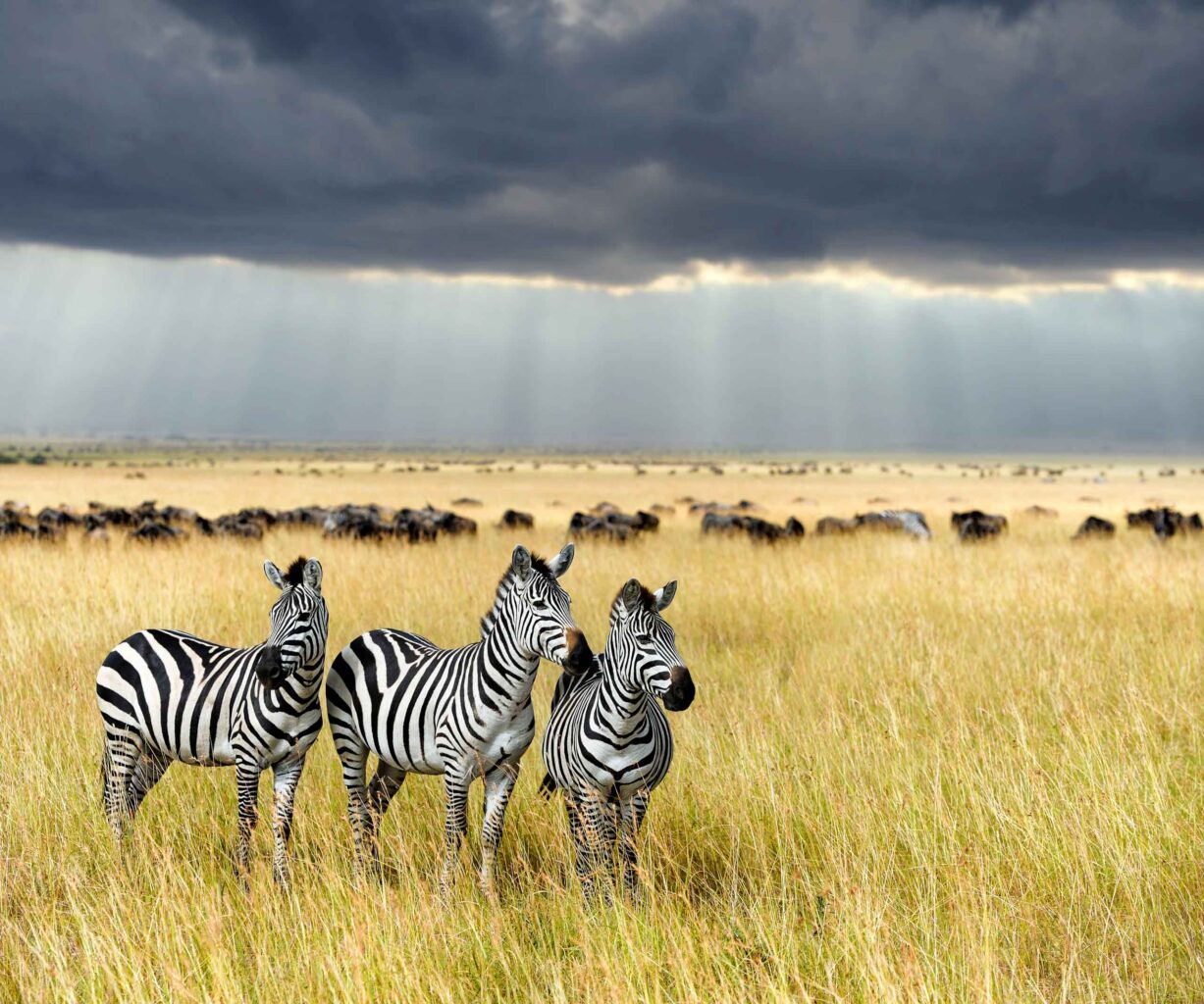 Three zebras in a grassland in Serengeti National Park.