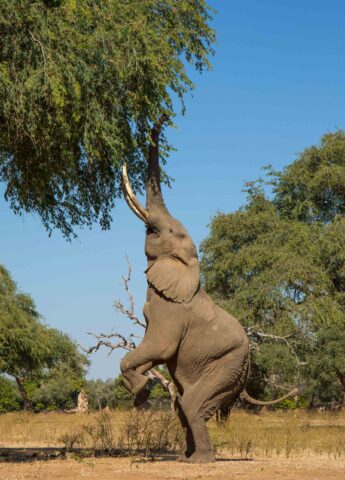 An elephant standing to reach a tree.