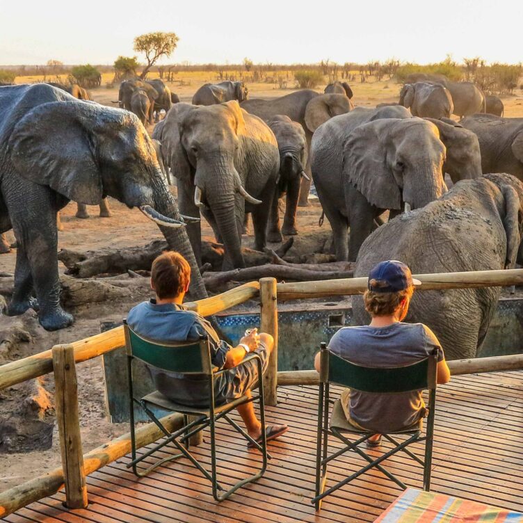 Two tourists watching elephants.