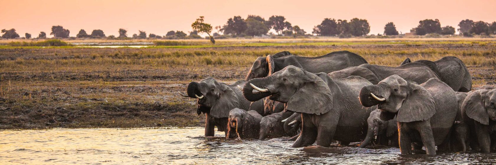Elephants by the water.
