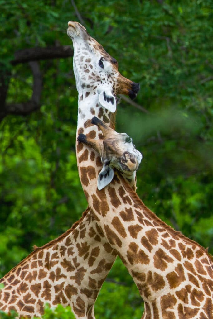 Two giraffes with necks intertwined by green trees.