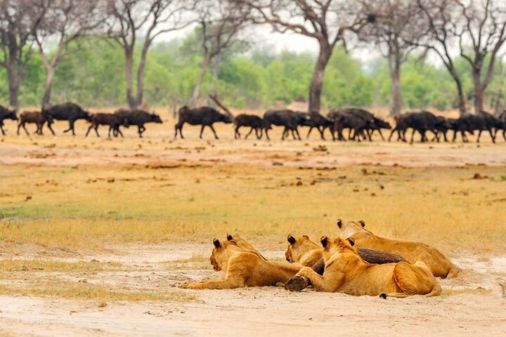 Lions and buffalo in the wild in Zimbabwe.