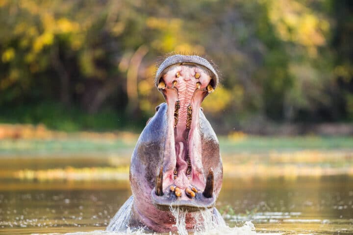 A hippopotamus with its mouth open.