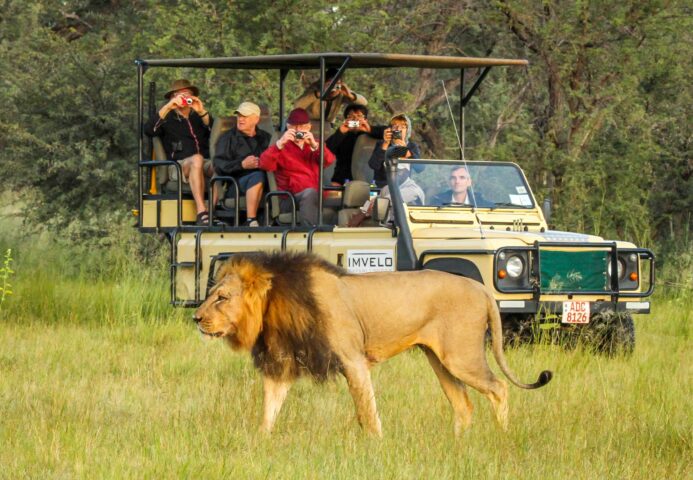 A group of tourists on a safari vehicle, observing a lion.