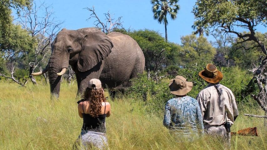 Three tourists on a safari.
