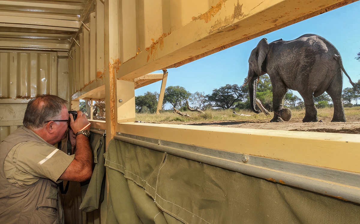 A tourist taking a photo of an elephant.