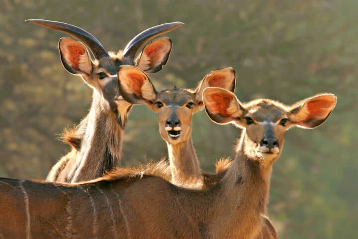 Wild animals in Zimbabwe.