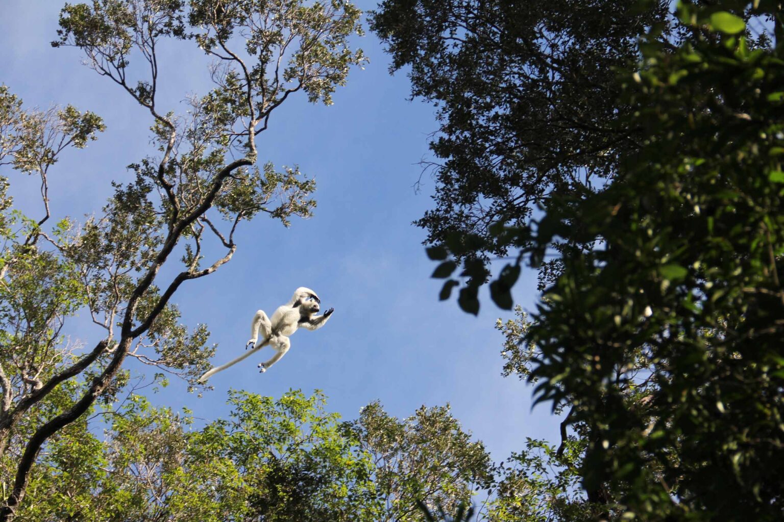 White sifaka lemur leaps through the treetops at Zombitse-Vohibasia National Park.