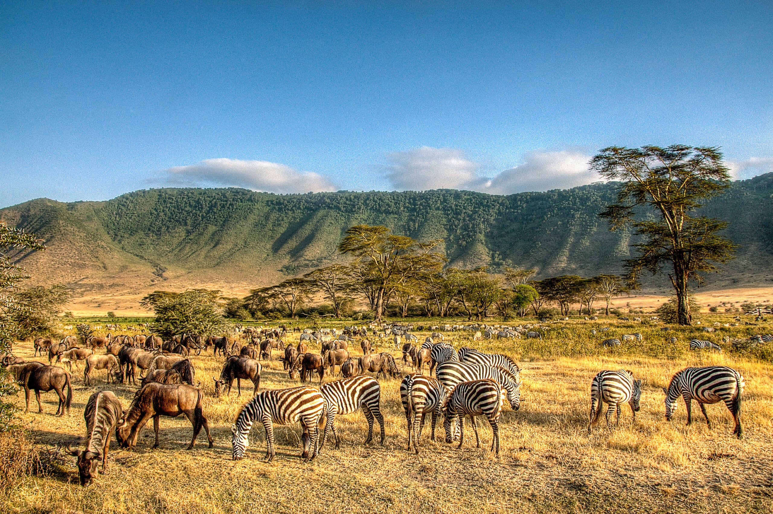 safari ngorongoro serengeti
