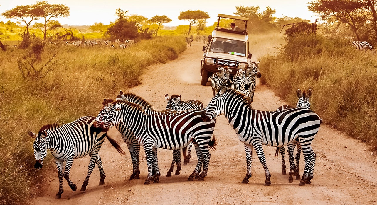 selous safari buchen