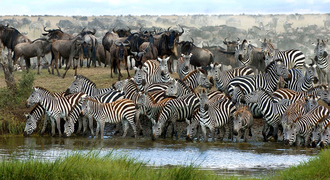 Serengeti & Migration Magic » Wildlife Safari