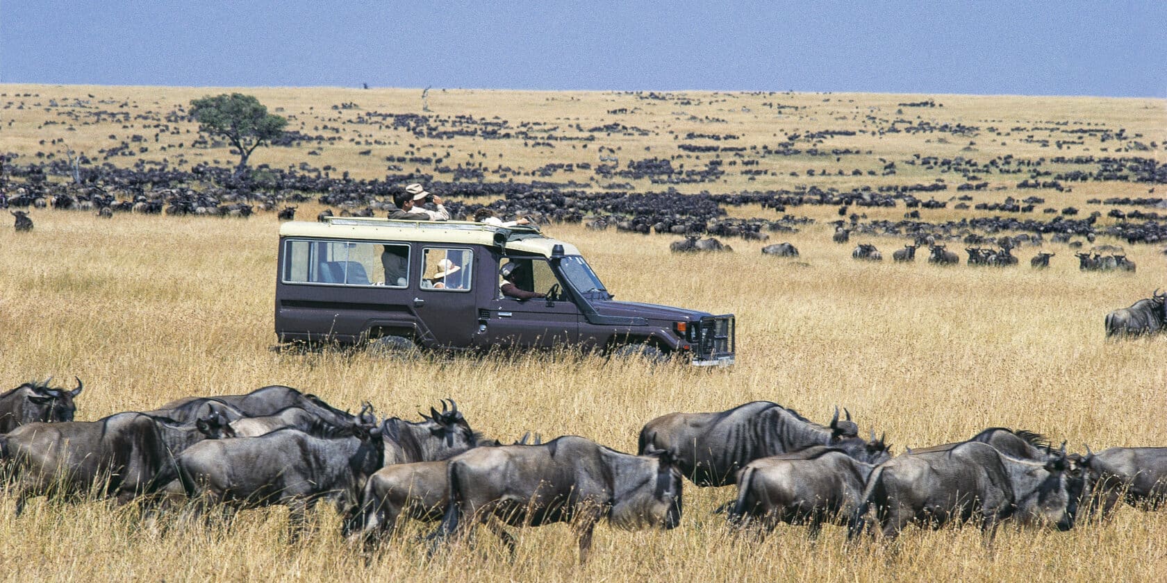 Toyota Landcruiser on a game drive through vast herds of Wildebeest grazing in the Masai Mara National Reserve Kenya
