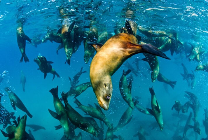 pod of sea lions underwater in galapagos islands, ecuador