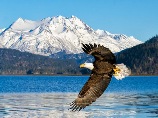 A bald eagle flying.