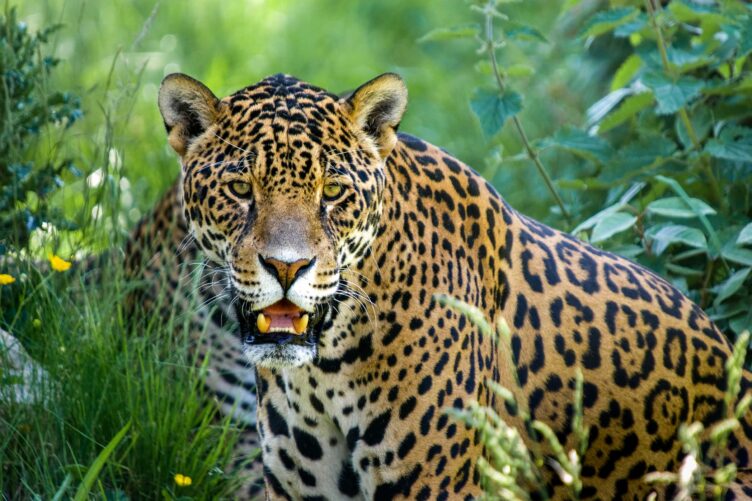 A close up of a jaguar.