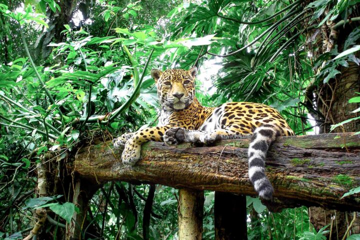 A jaguar resting on a tree.