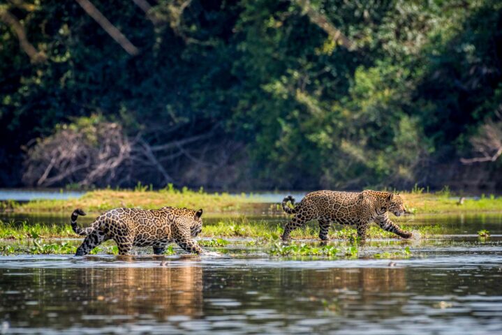 Two jaguars walking through water.