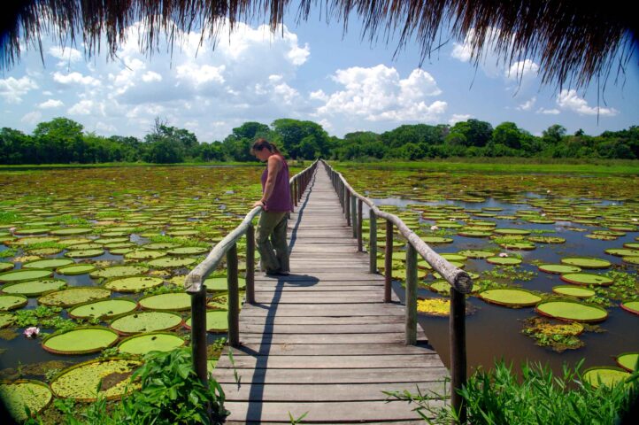 A bridge over a water lily pond in the Amazon.