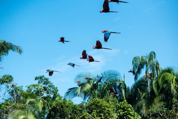 Parrots flying.