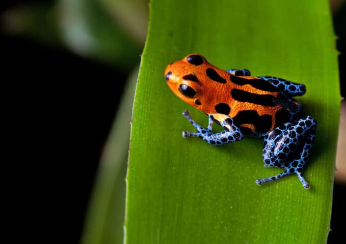 A red striped poison dart frog.