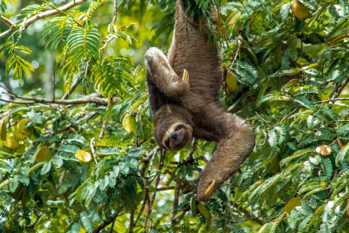 A sloth hanging upside down on a tree.