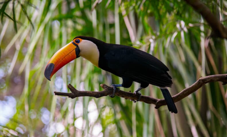 A toucan on a tree branch.