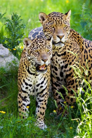 Two jaguars.