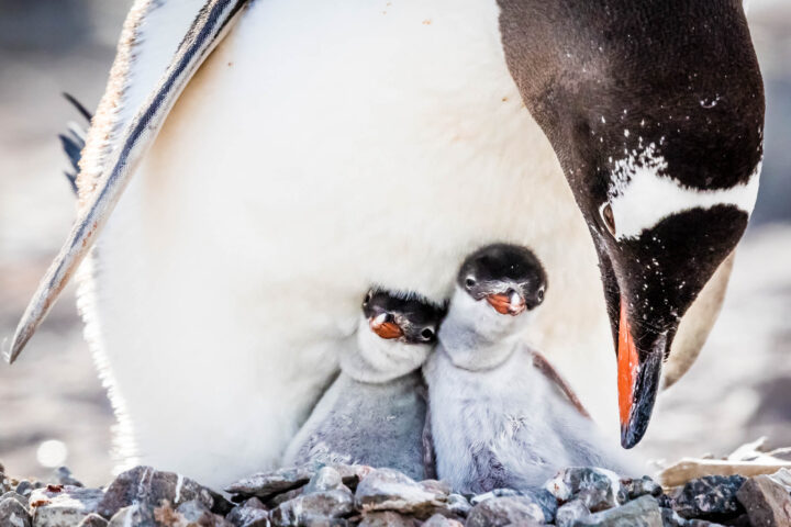 Two baby penguins.